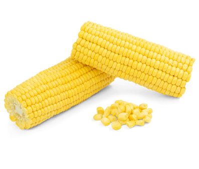 Sweet corn cobs