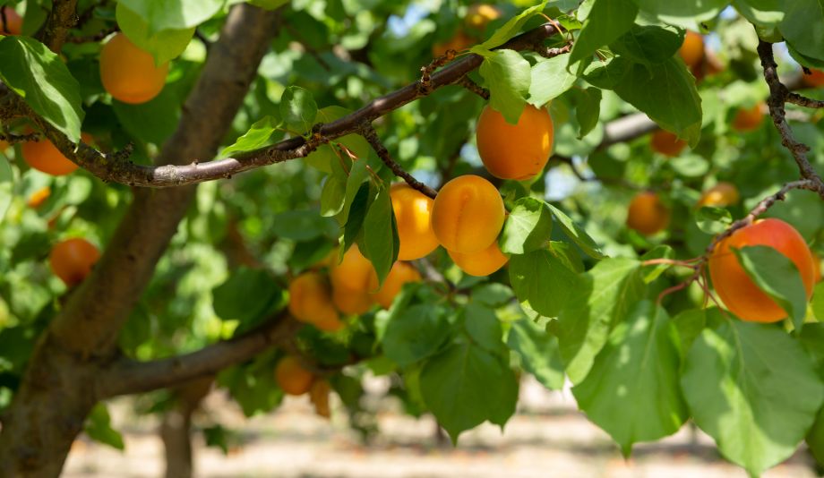 Apricot