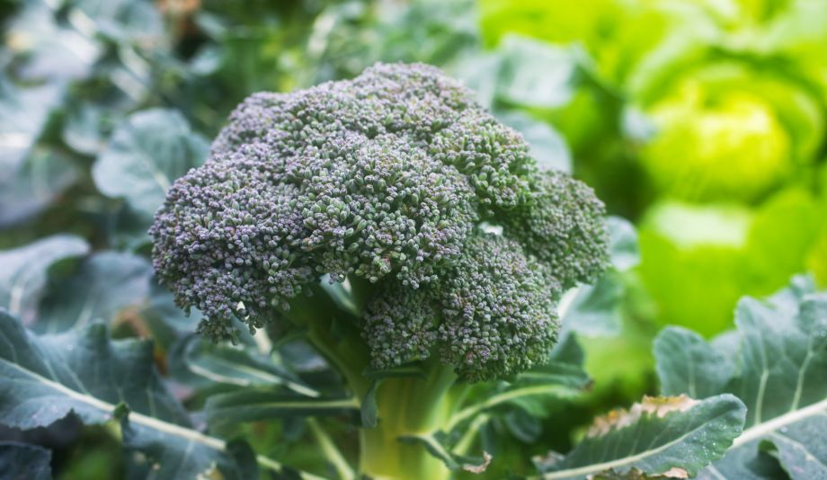 Bio broccoli