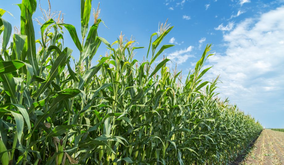 Sprint Natura Organic corn kernels