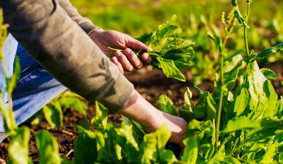 Sprint Natura spinach