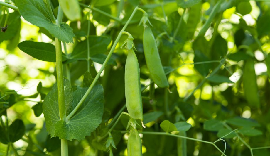 Bio green peas