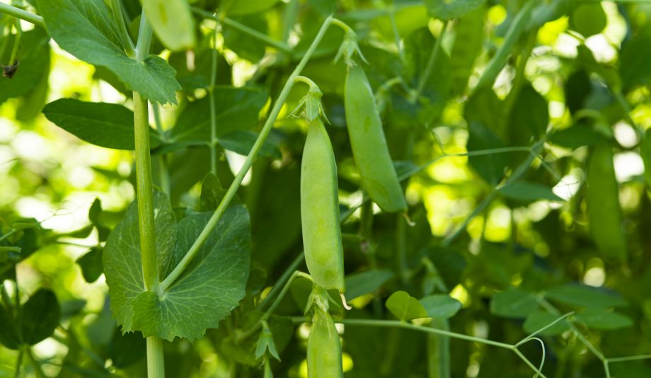 Sprint Natura Organic green peas