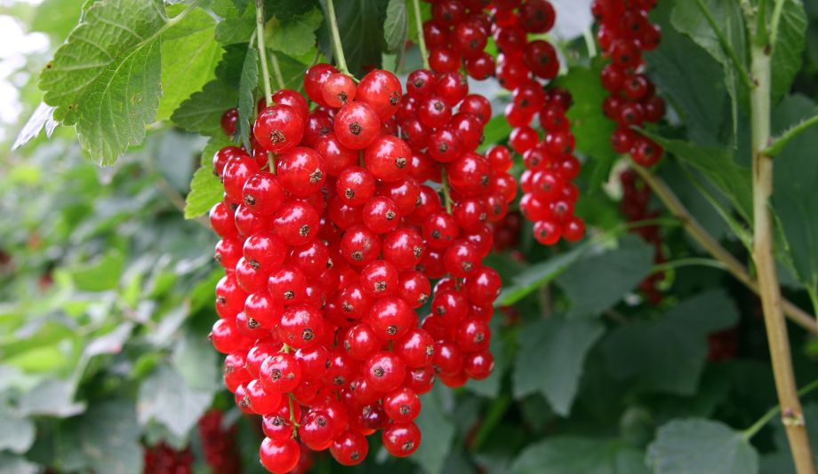Red currant