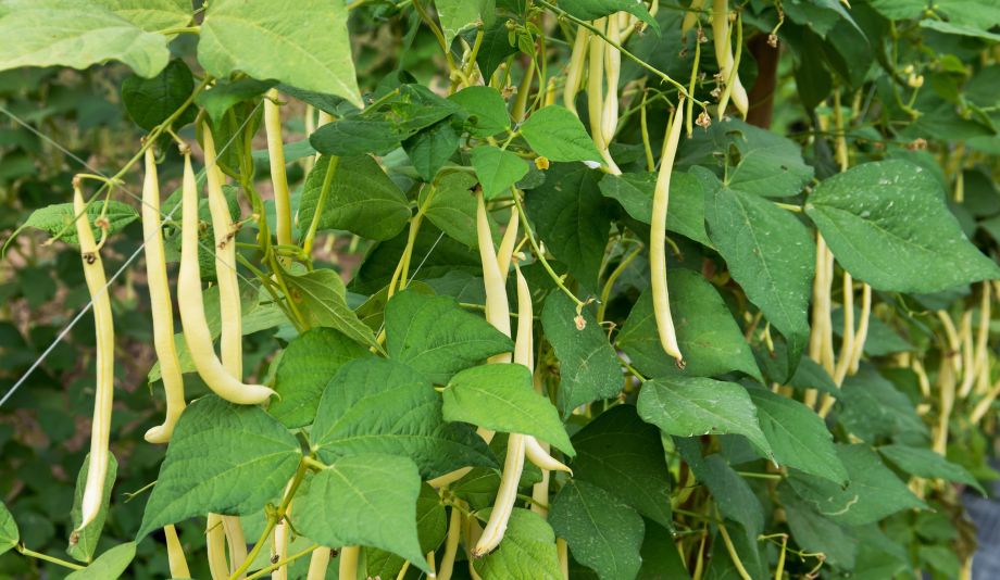 Yellow beans