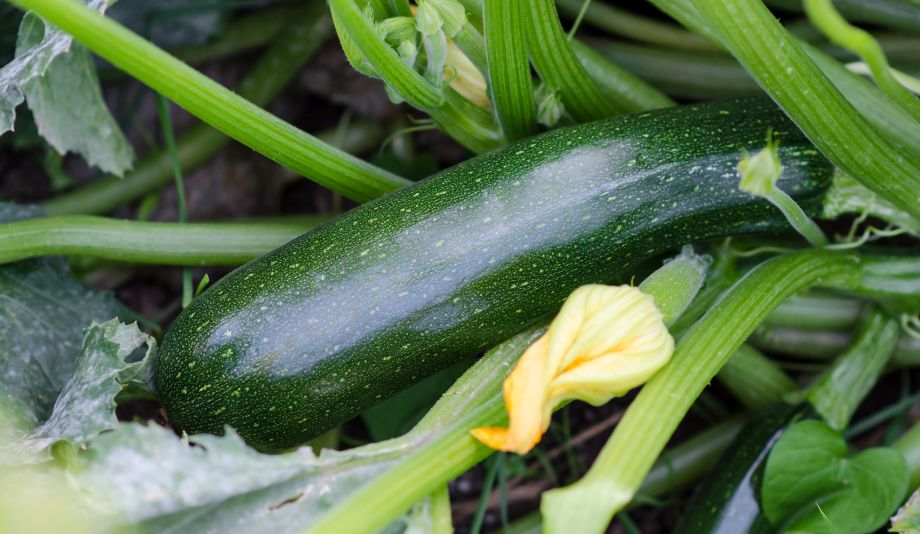 Bio zucchini cubes